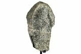 Fossil Sauropod Vertebra Section with Metal Stand - Colorado #339938-1